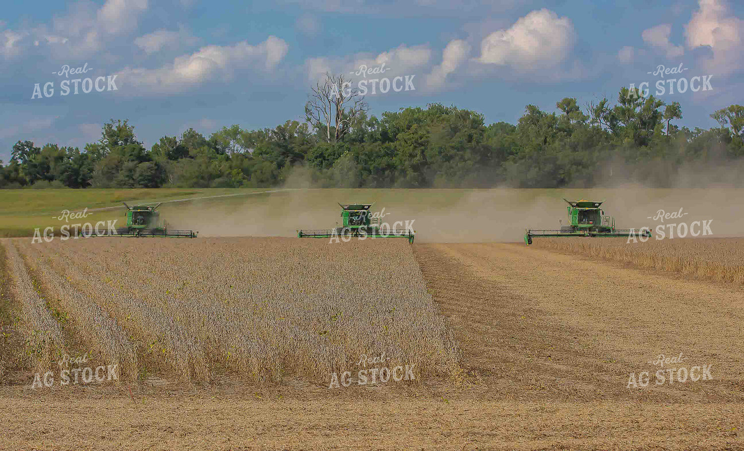 Combines During Soybean Harvest 291054
