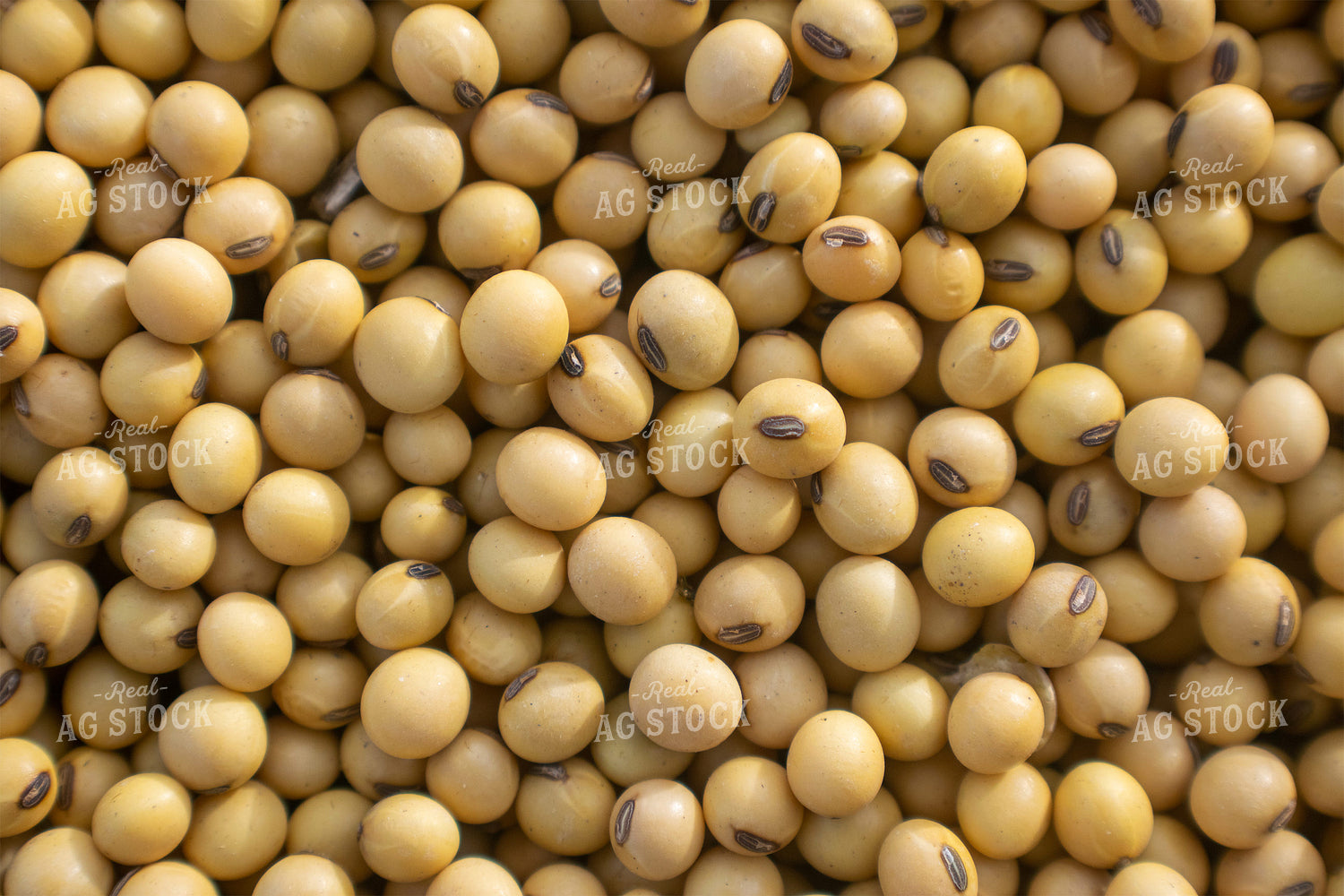 Hulled Soybeans 50037
