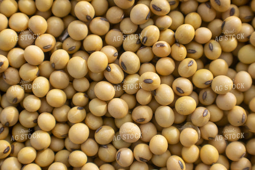 Hulled Soybeans 50037