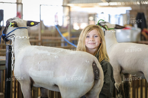 Showing Sheep 52352