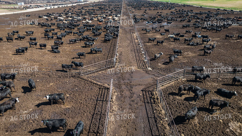 Cattle Feedlot Drone 56444
