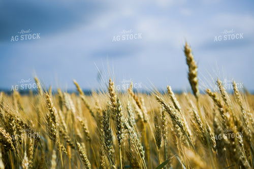 Wheat 191131