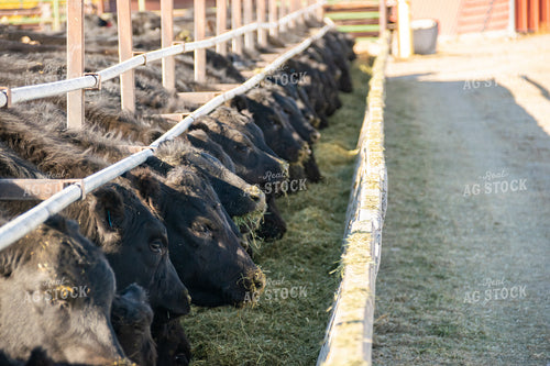 Cattle Eating Hay out of Concrete Bunks 51015