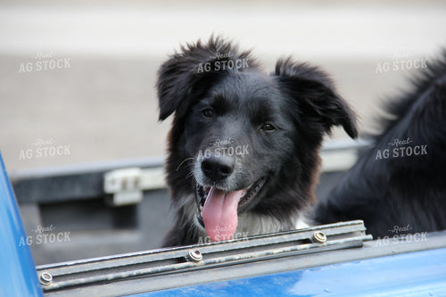 Dog in Truck Bed 95012