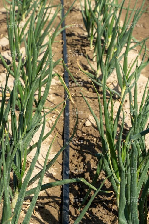 Onion Field with Drip Irrigation 65676
