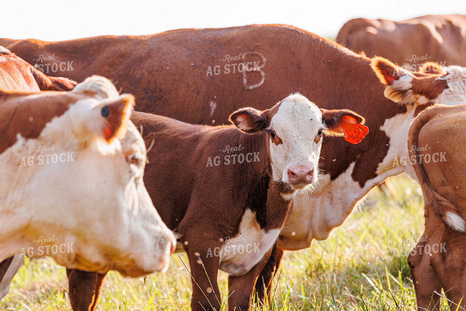 Hereford Calf 52655