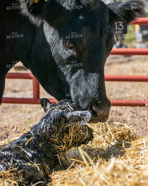 Cow with Newborn Calf 51022