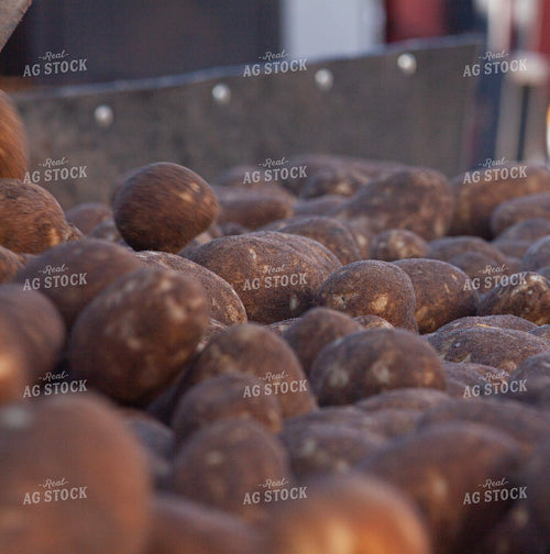 Potato Harvest 132206