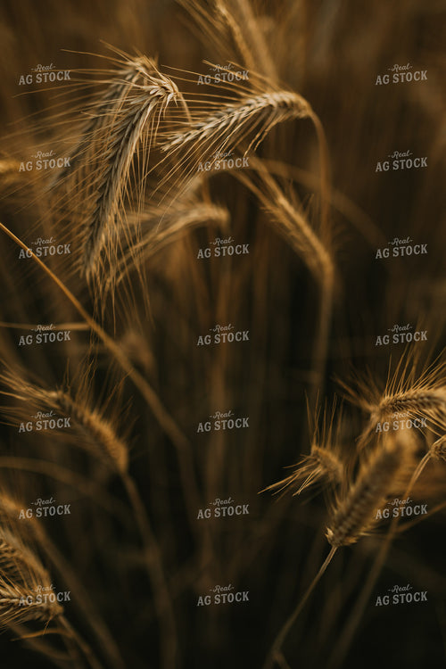Field of Rye 5965