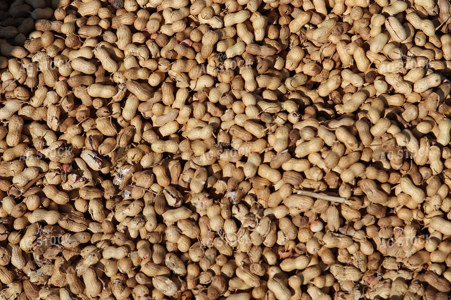 Harvested Peanuts 102199