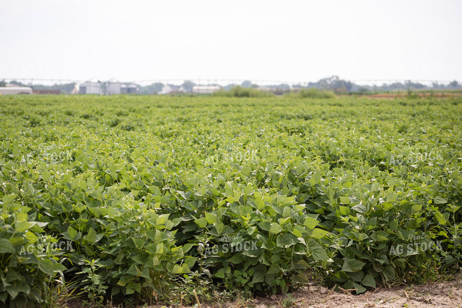 Soybean Field 117445