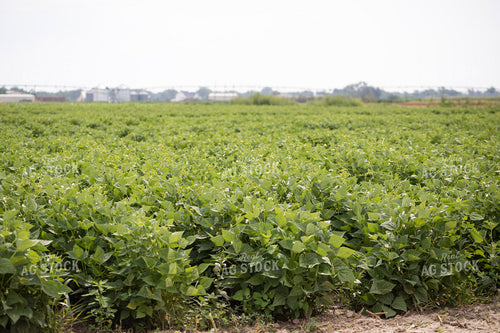 Soybean Field 117445
