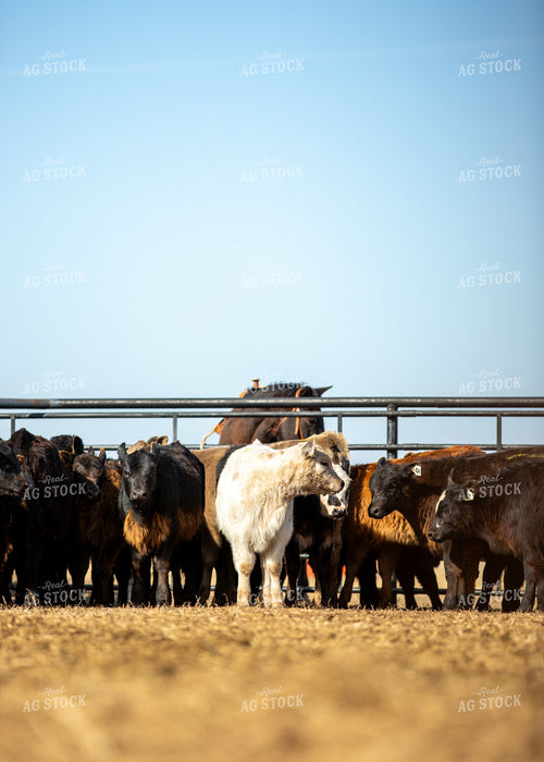 Angus Calves 264002