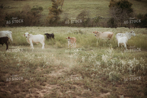 Brahman Cattle 203051