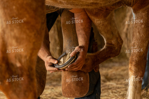 Farrier Shoeing Horses 52425