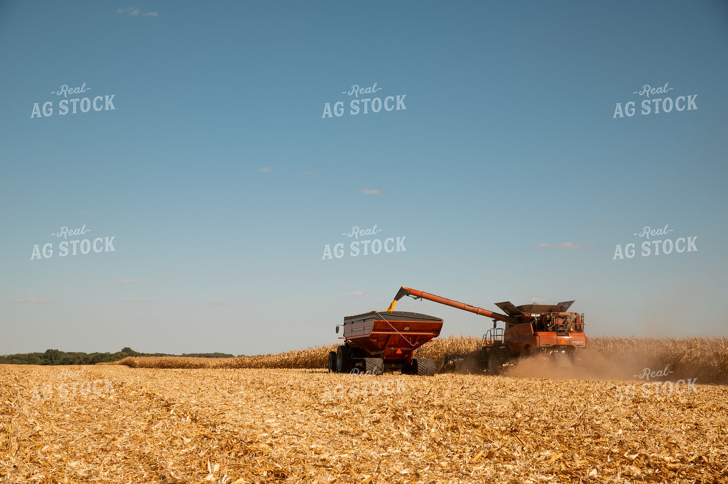 Corn Harvest 25961