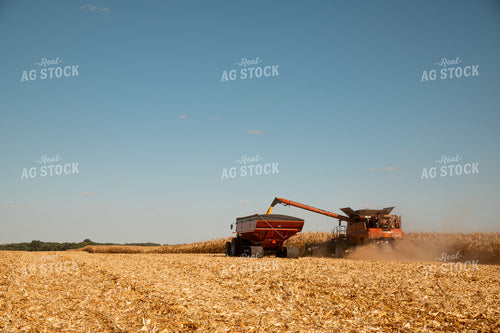 Corn Harvest 25961