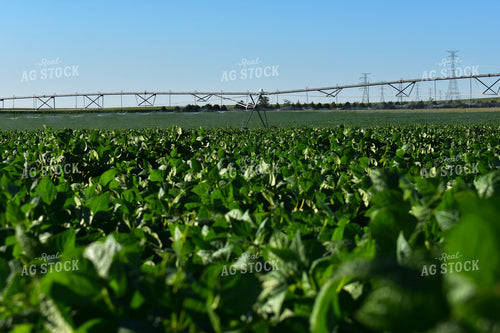 Irrigated Black Turtle Beans 156117