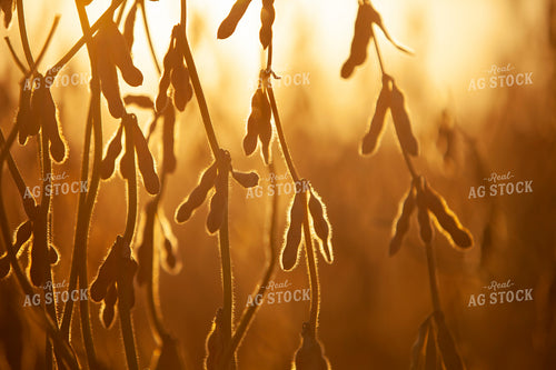 Soybeans - Dry 1610
