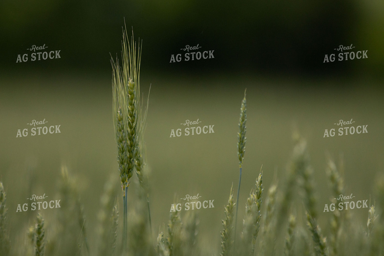 Midseason Wheat 157165