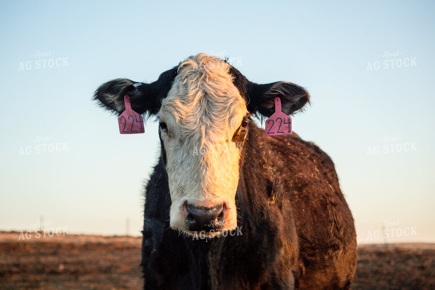 Calving Season 155551