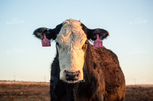 Calving Season 155551