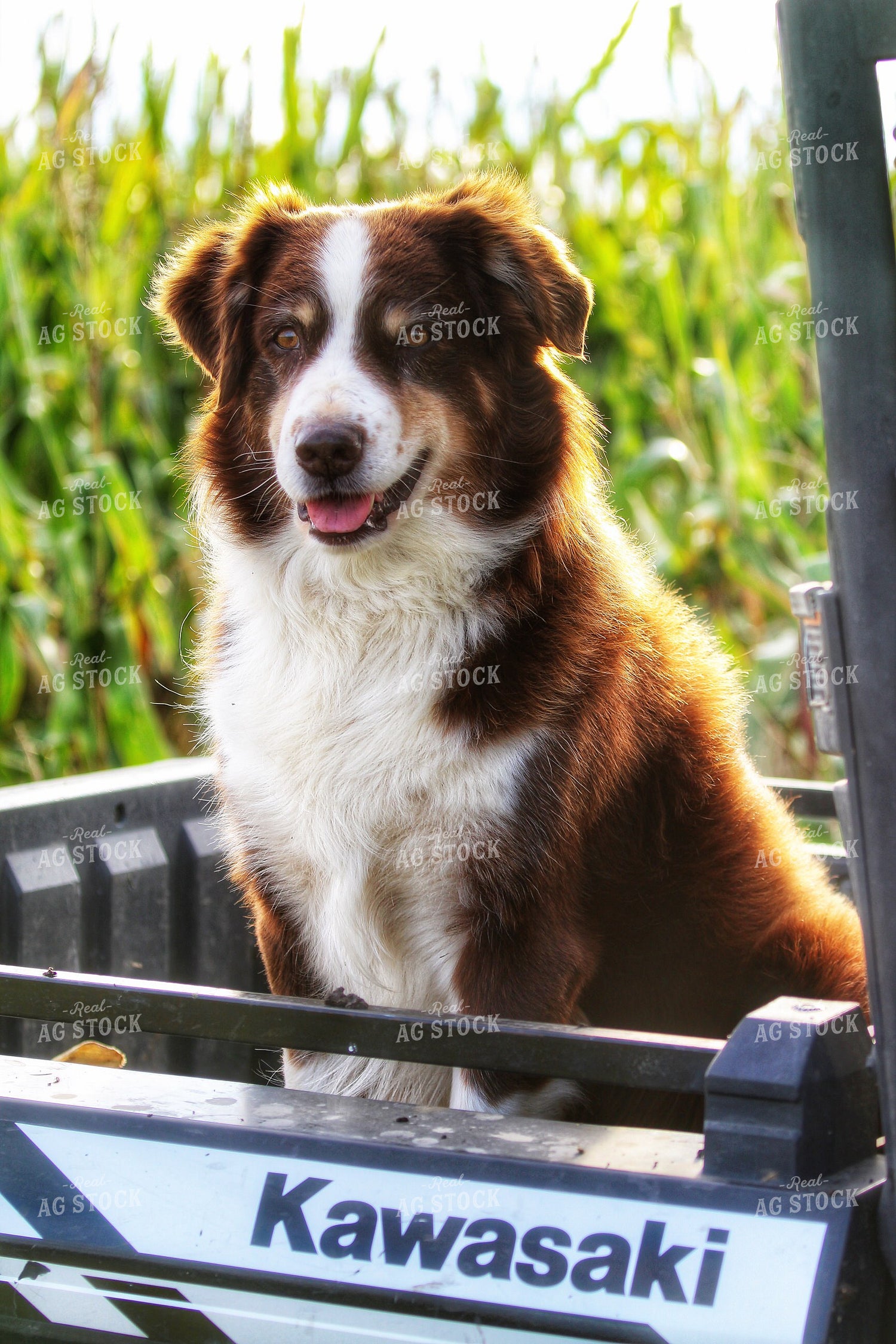 Farm Dog 141412