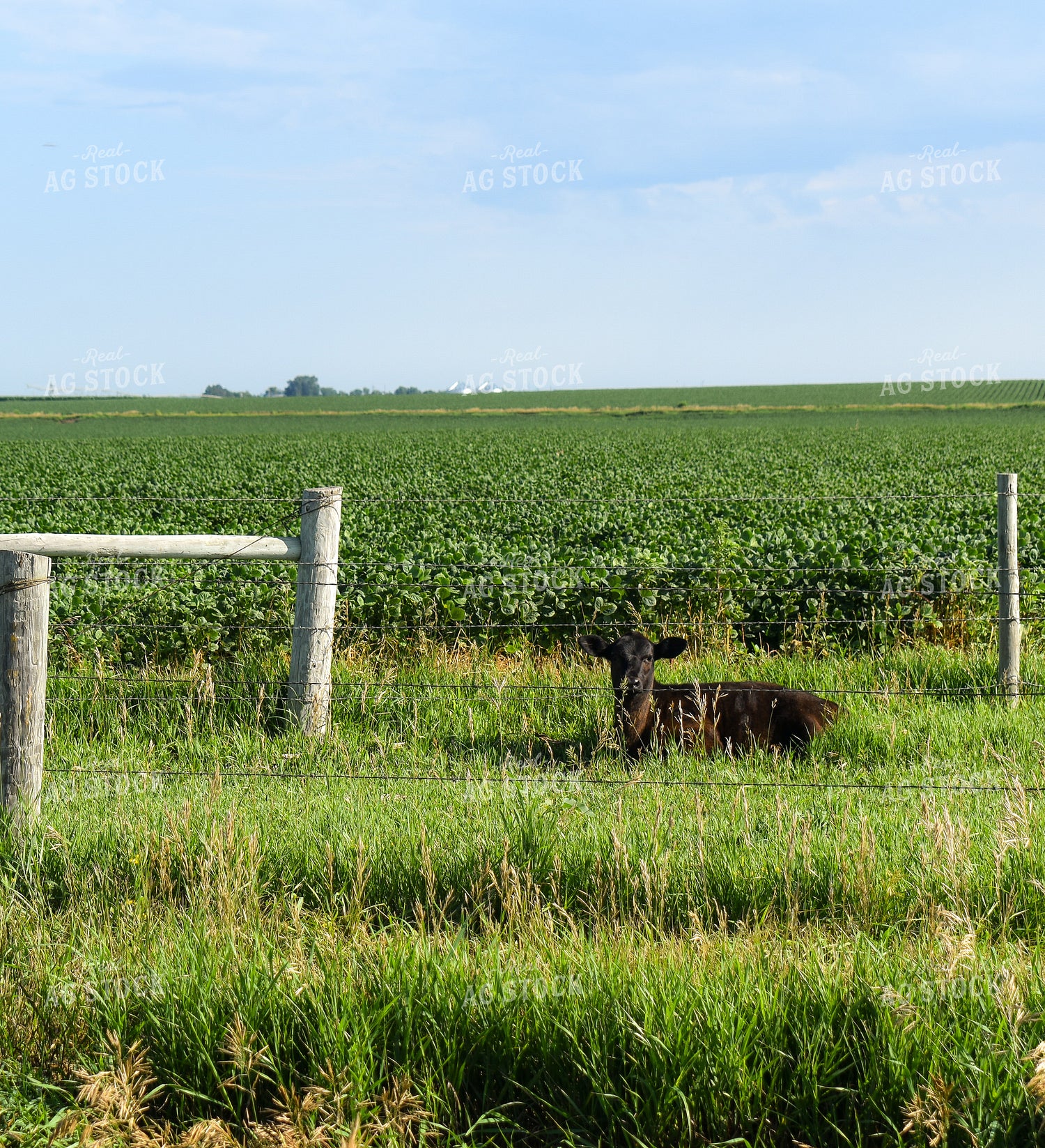 Calf on Pasture 259003