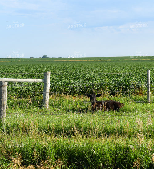 Calf on Pasture 259003