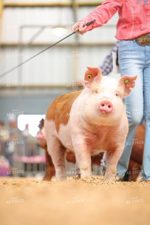 Showing Pigs 52329