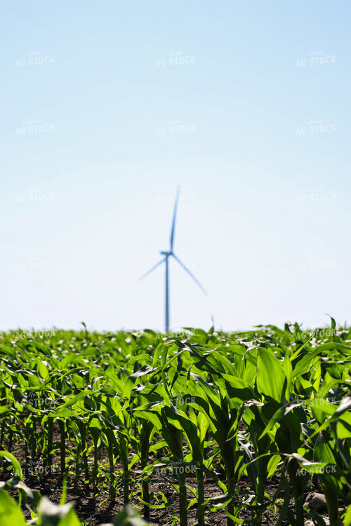 Midseason Corn Field 187054