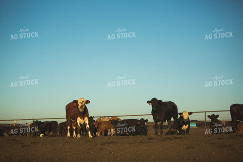 Feedyard Cattle 3817
