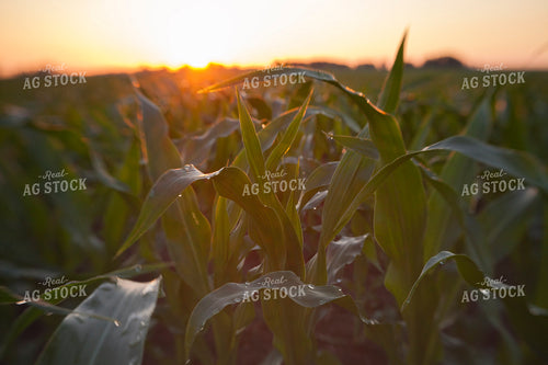 Corn - Mid-Season 1239