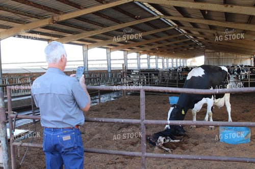 Farmer Recording Calf Being Born 102137