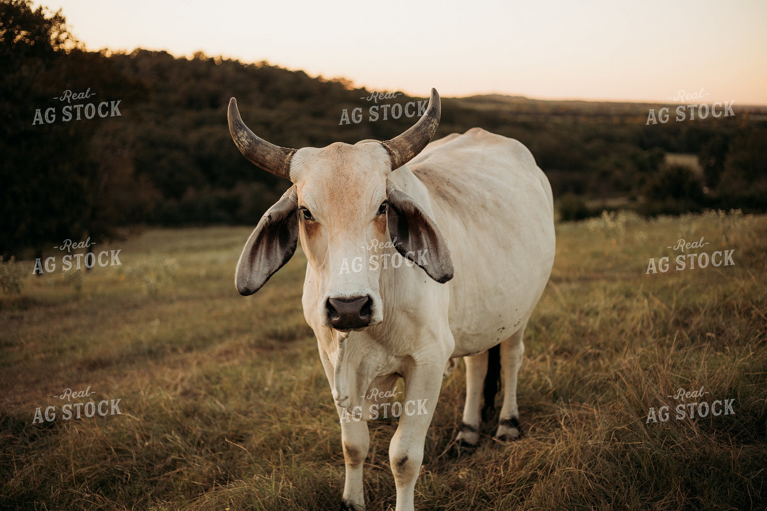 Brahman Cattle 203052