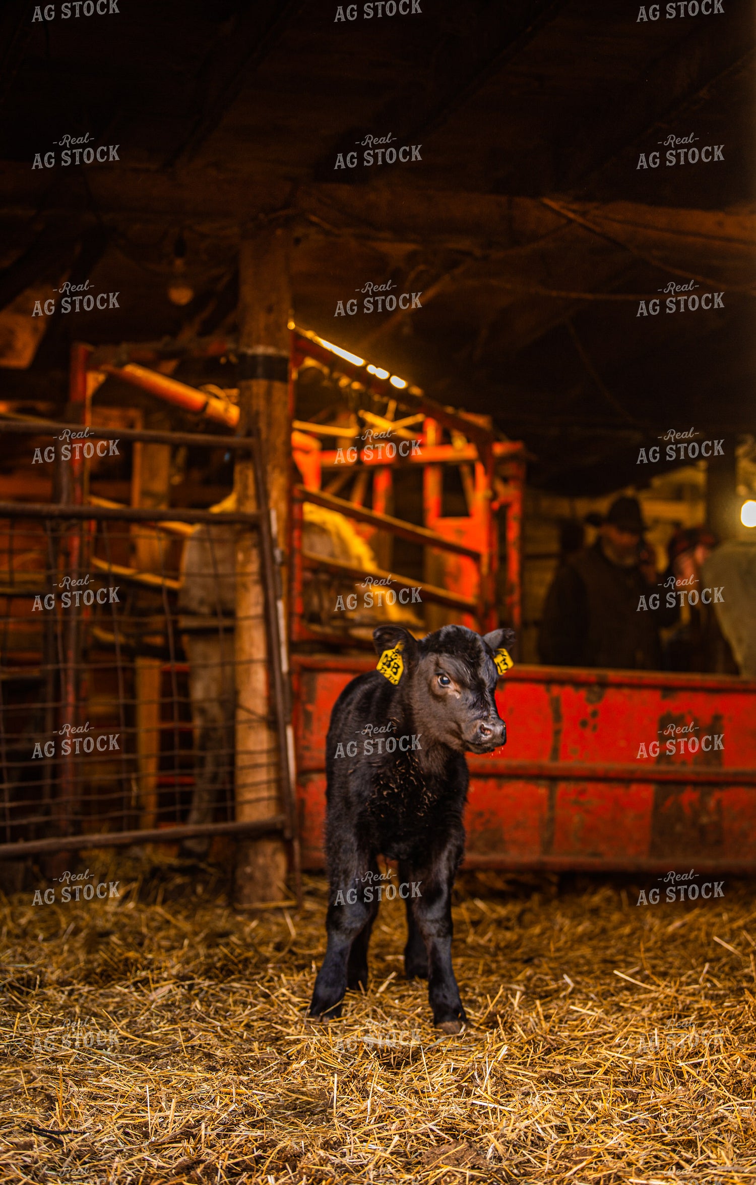 Black Angus Calf 299184