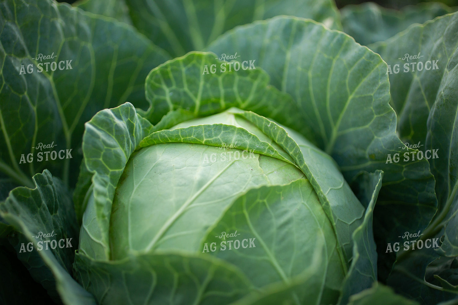 Cabbage 303037