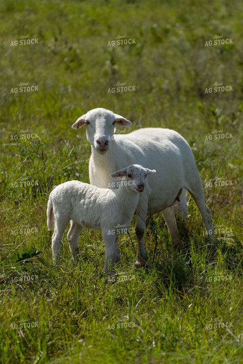 Sheep on Pasture 71043