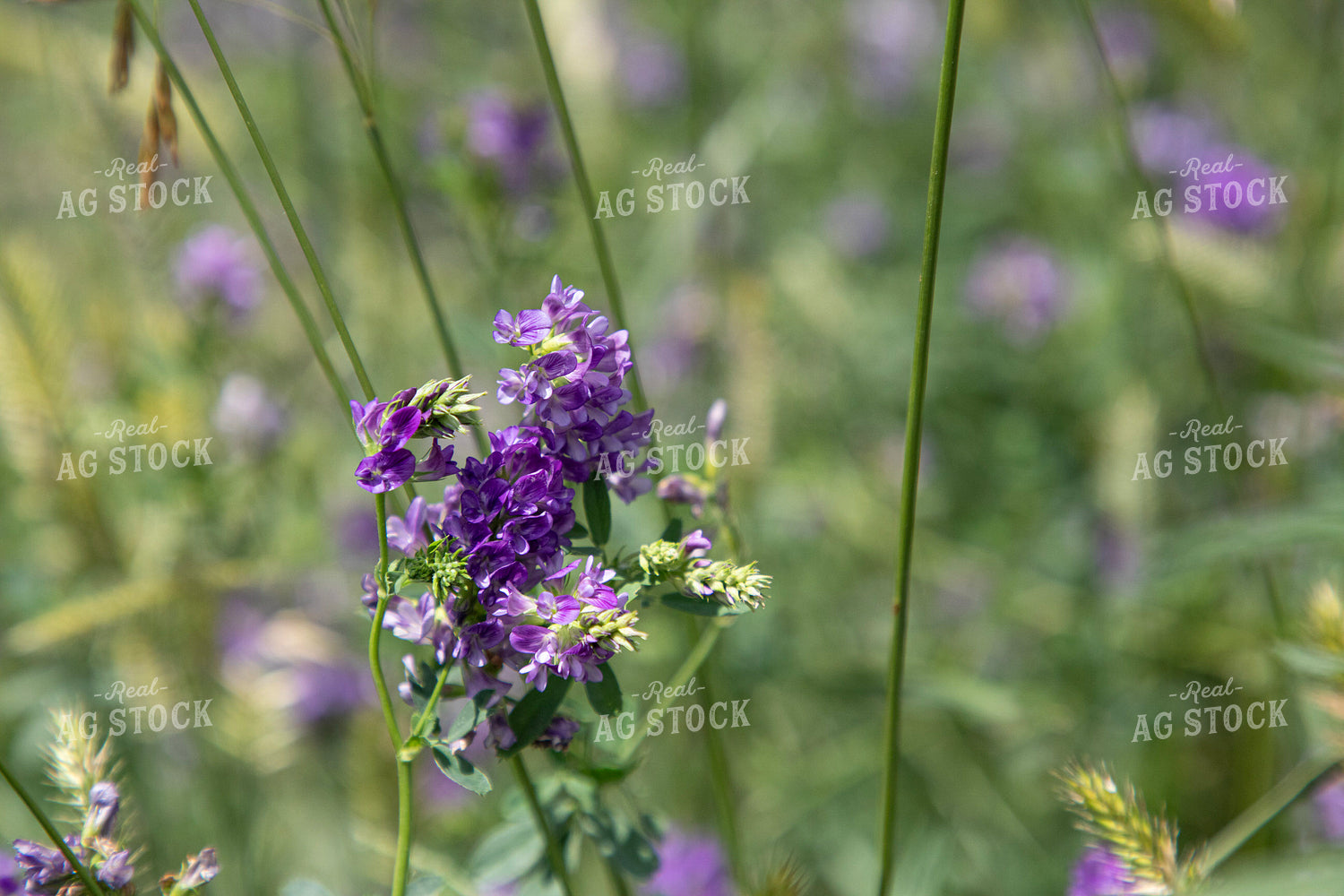 Alfalfa Blooming 117347