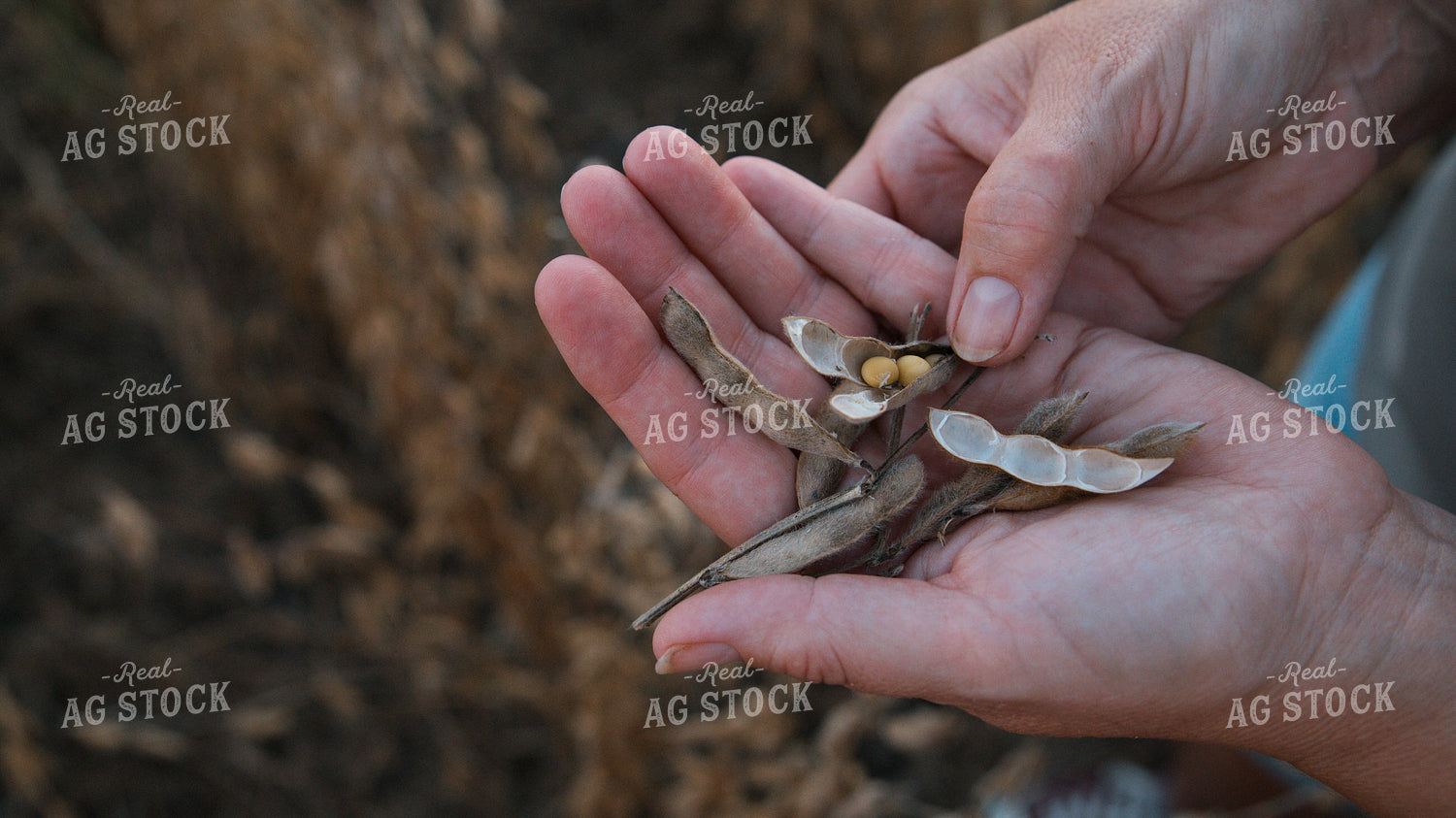 Checking Soybeans 26070
