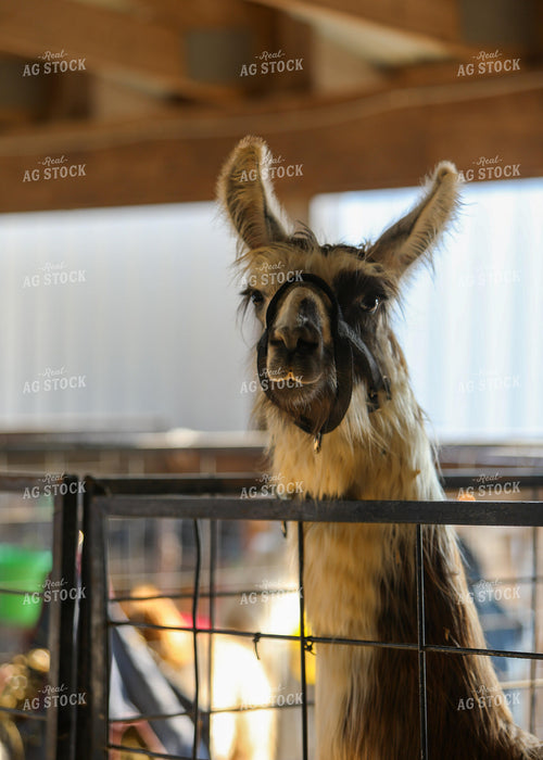 Llama 160074