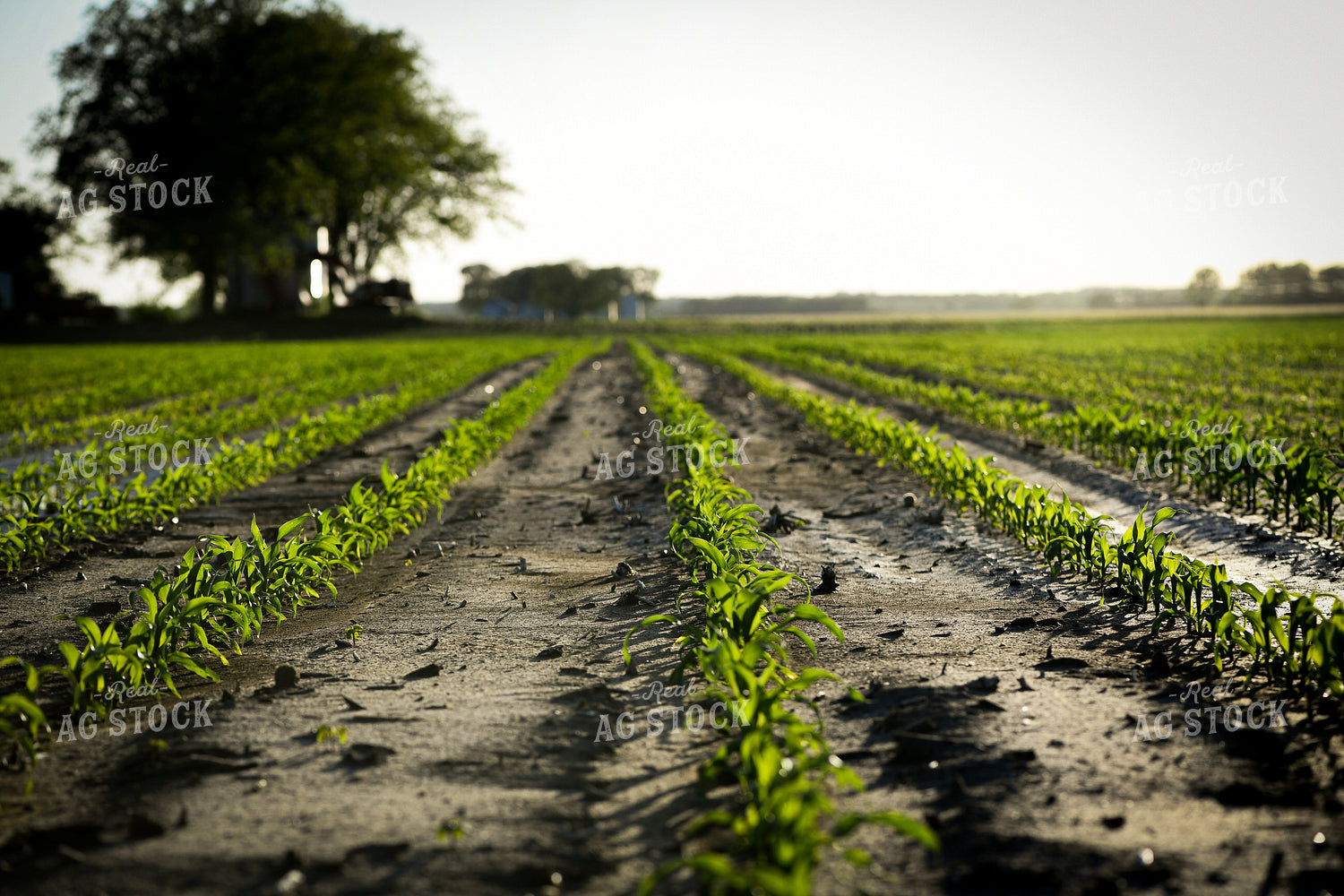 Early Growth Corn 191090