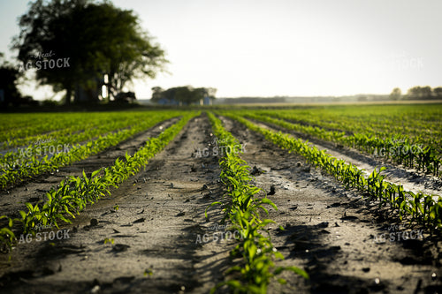 Early Growth Corn 191090