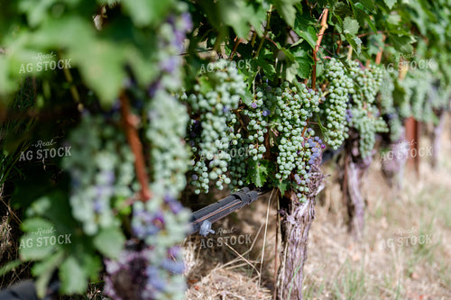Vineyard Grape Production 107069