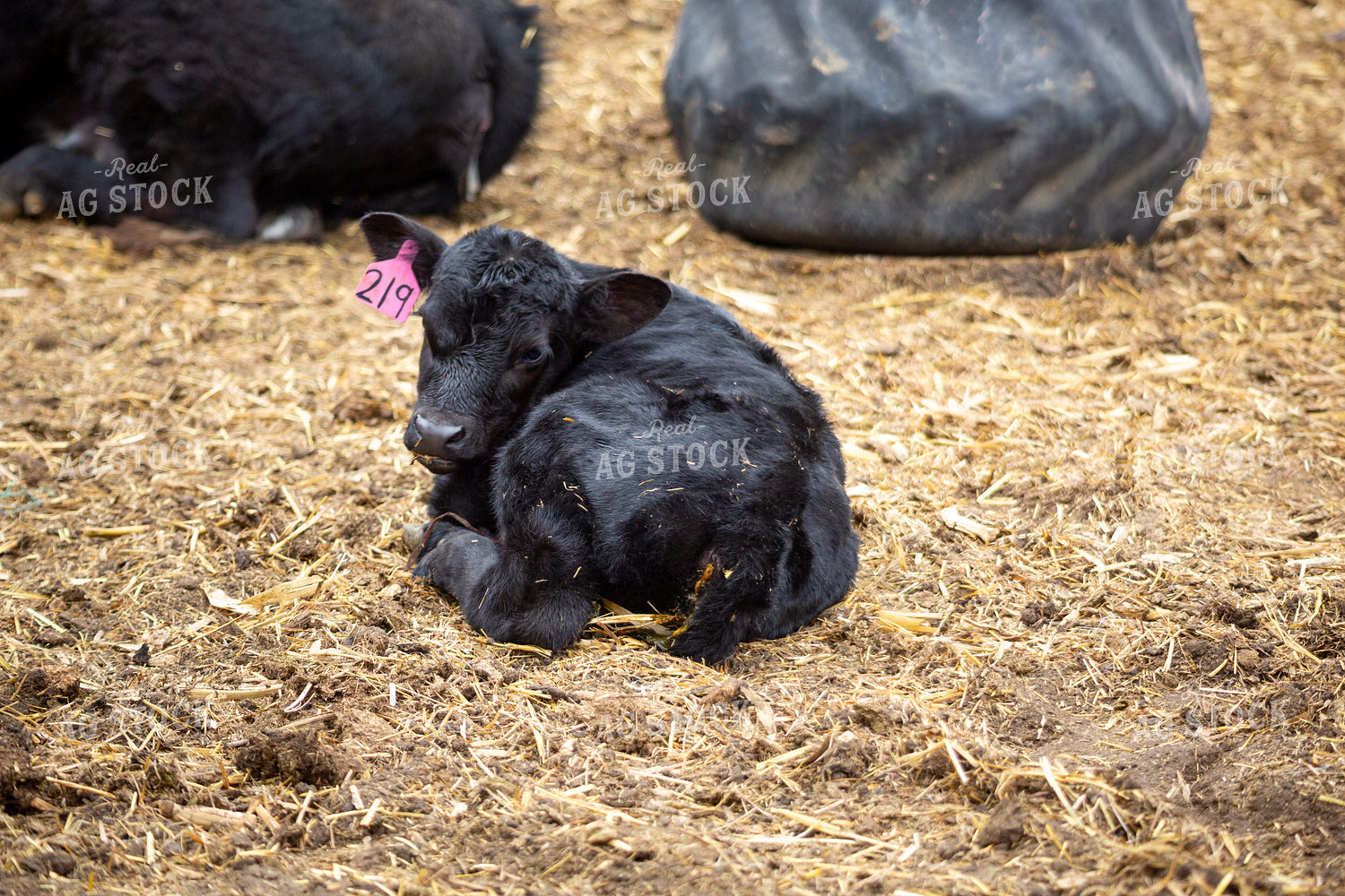 Black Angus Calf 155660