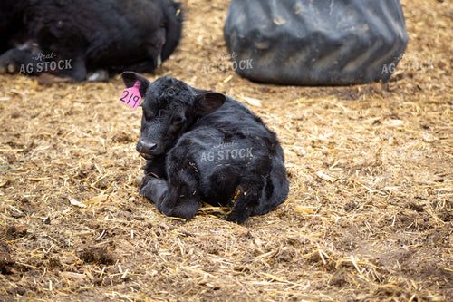 Black Angus Calf 155660