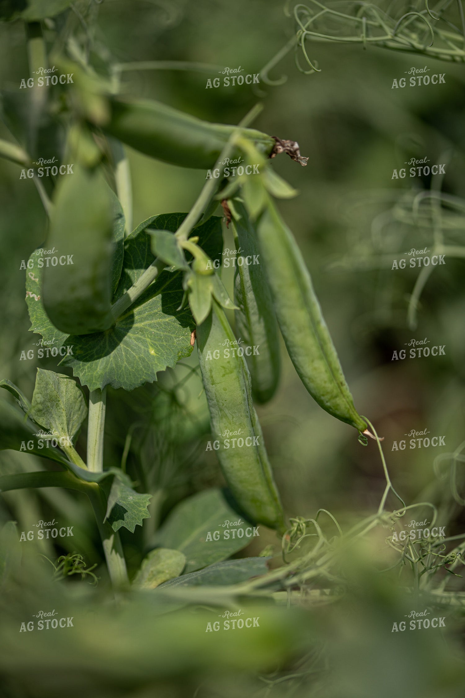 Peas 76660