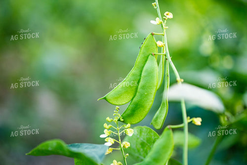 Peas 136110