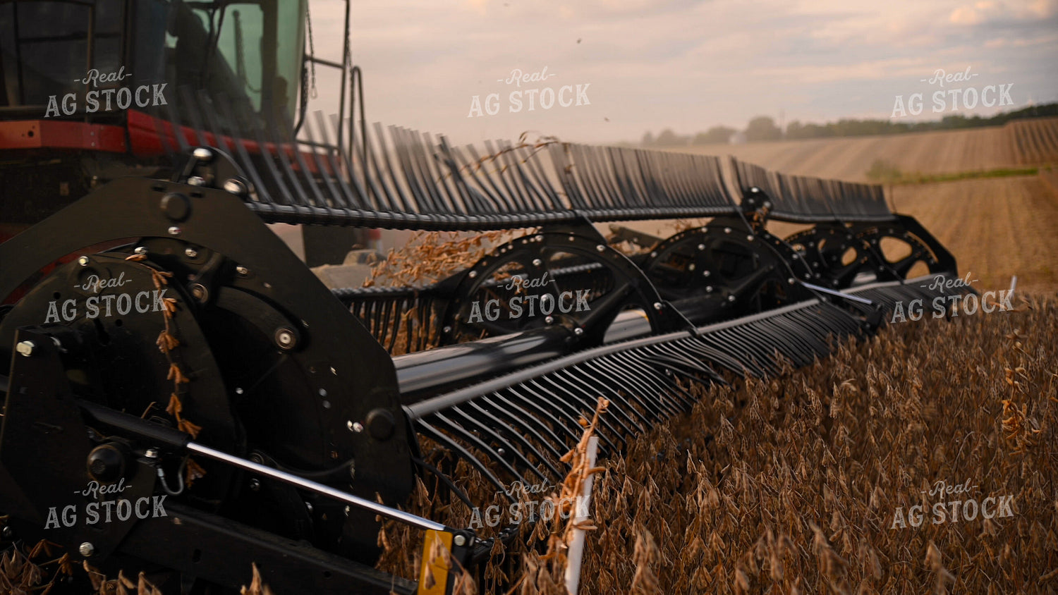 Combine Harvesting Soybeans 25724