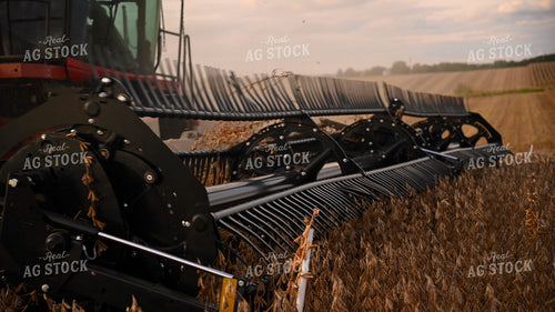 Combine Harvesting Soybeans 25724